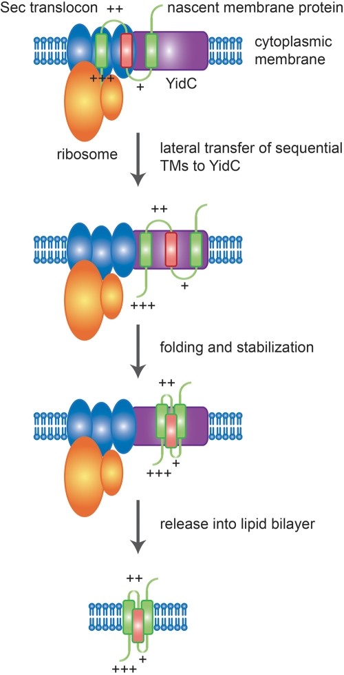 FIG 5 