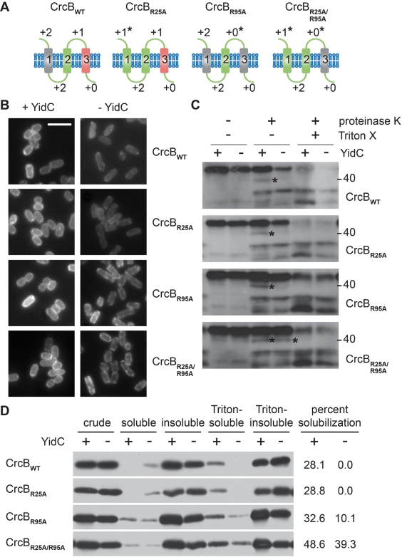 FIG 3 