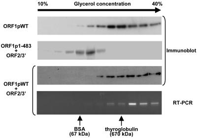 FIG. 7.