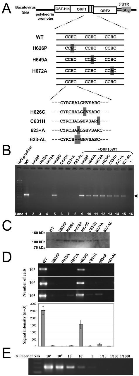 FIG. 2.