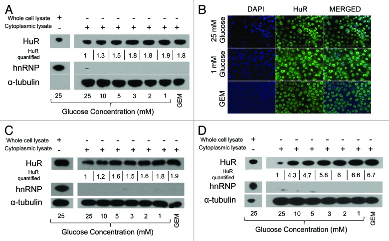 graphic file with name rna-10-1312-g2.jpg