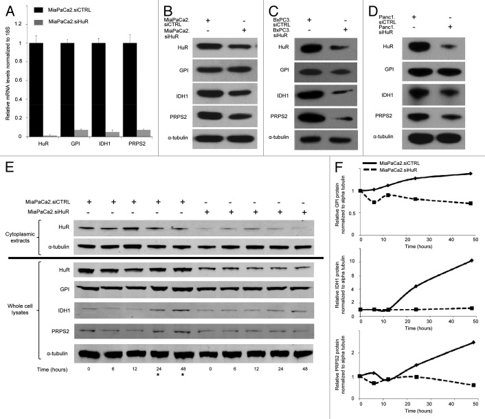 graphic file with name rna-10-1312-g6.jpg