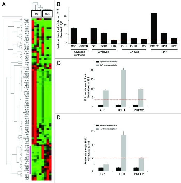 graphic file with name rna-10-1312-g5.jpg