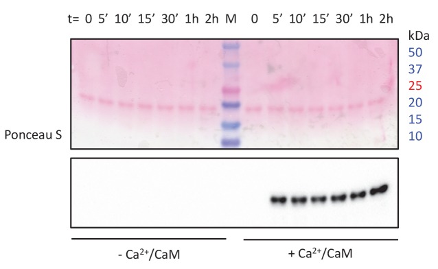 Figure 4—figure supplement 1.