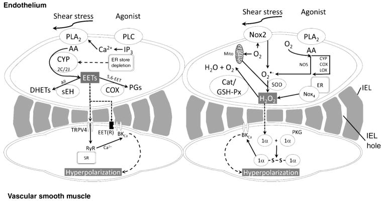 Figure 21