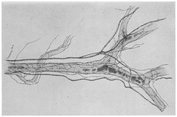Figure 24