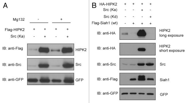 Src kinase modulates the apoptotic p53 pathway by altering HIPK2 ...