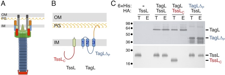 FIG 3