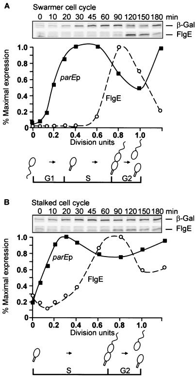 FIG. 1