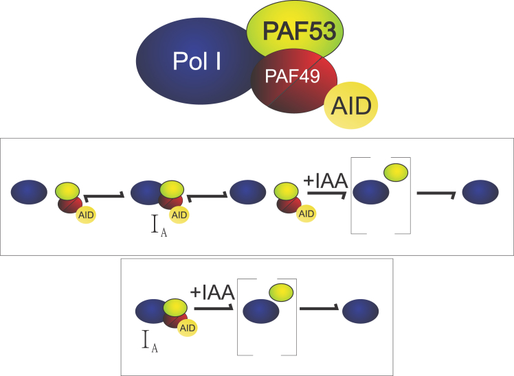 Figure 12