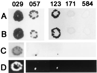 FIG. 1