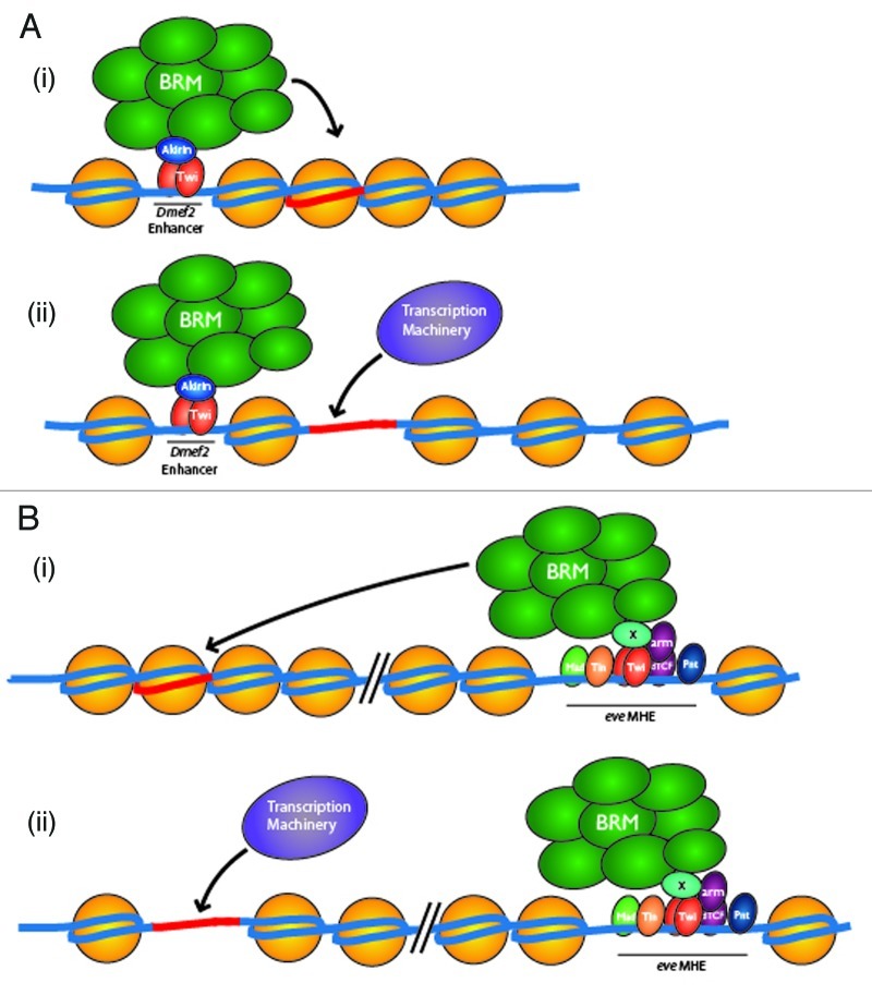 graphic file with name bioa-2-209-g1.jpg