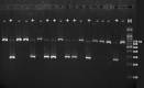 Figure 1—figure supplement 1.