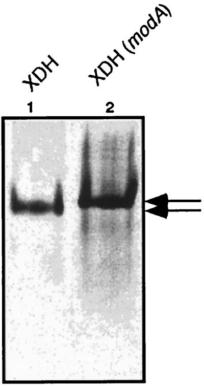 FIG. 5