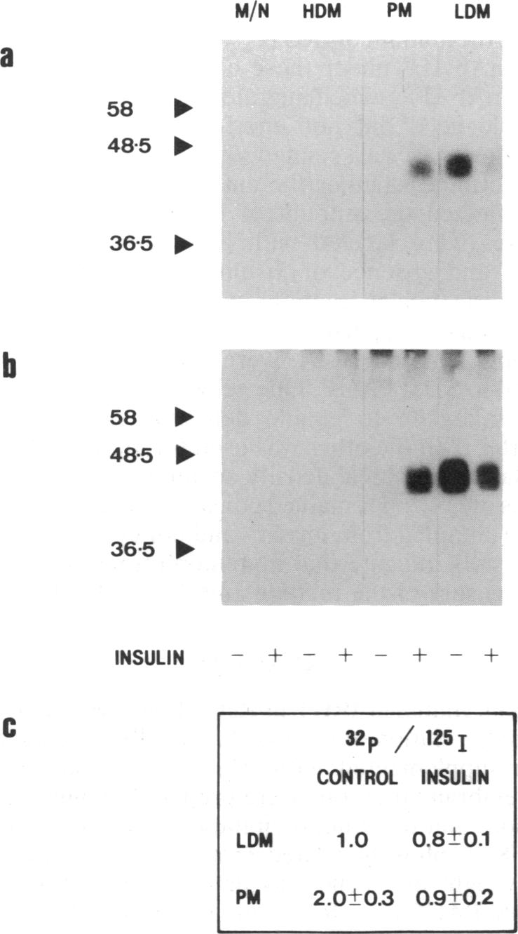 graphic file with name pnas00288-0205-a.jpg