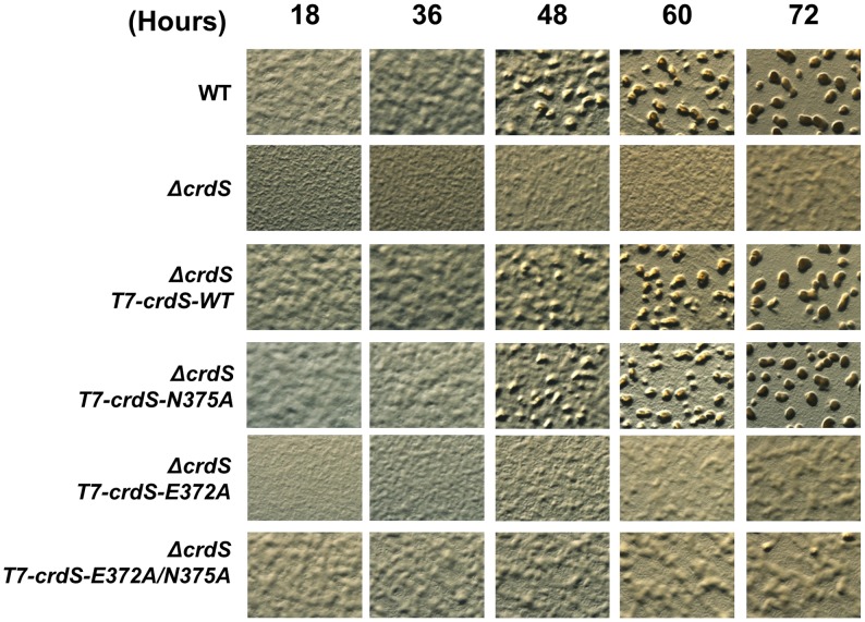 Figure 6