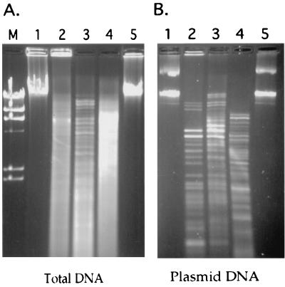 FIG. 6