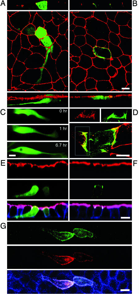 Fig. 4.