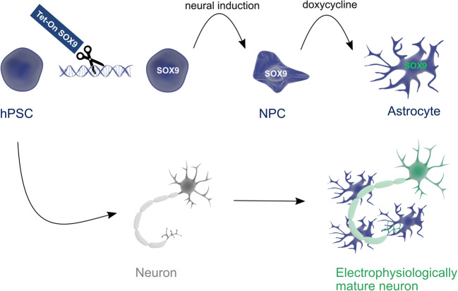 graphic file with name 12015_2021_10179_Figa_HTML.jpg