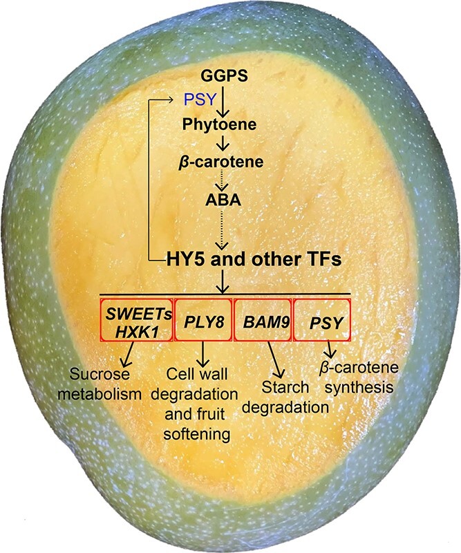 Figure 7