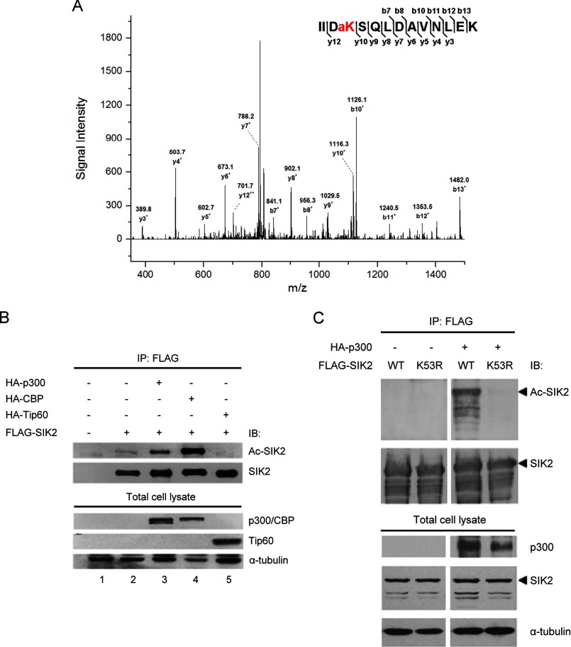 FIGURE 1.