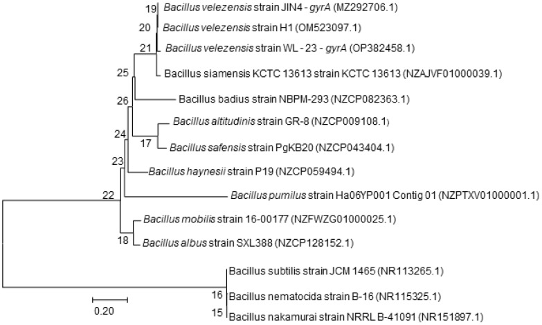 Figure 4