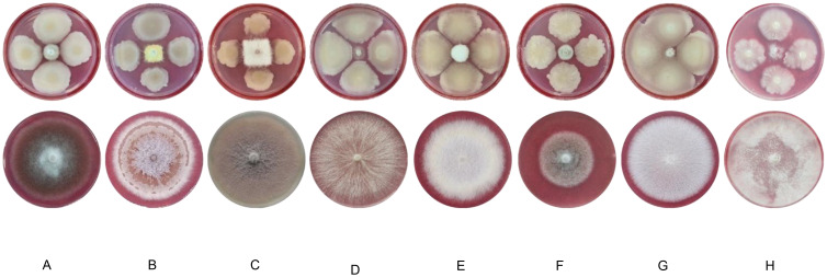 Figure 7