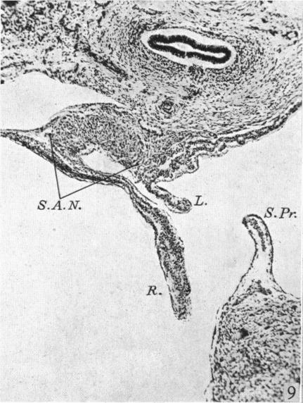 Fig. 9