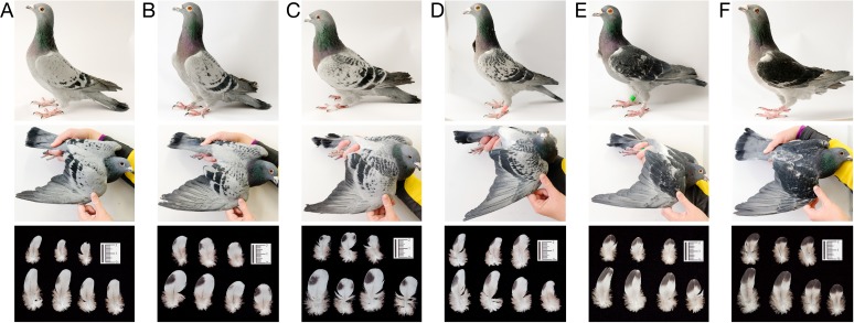 Figure 1—figure supplement 1.