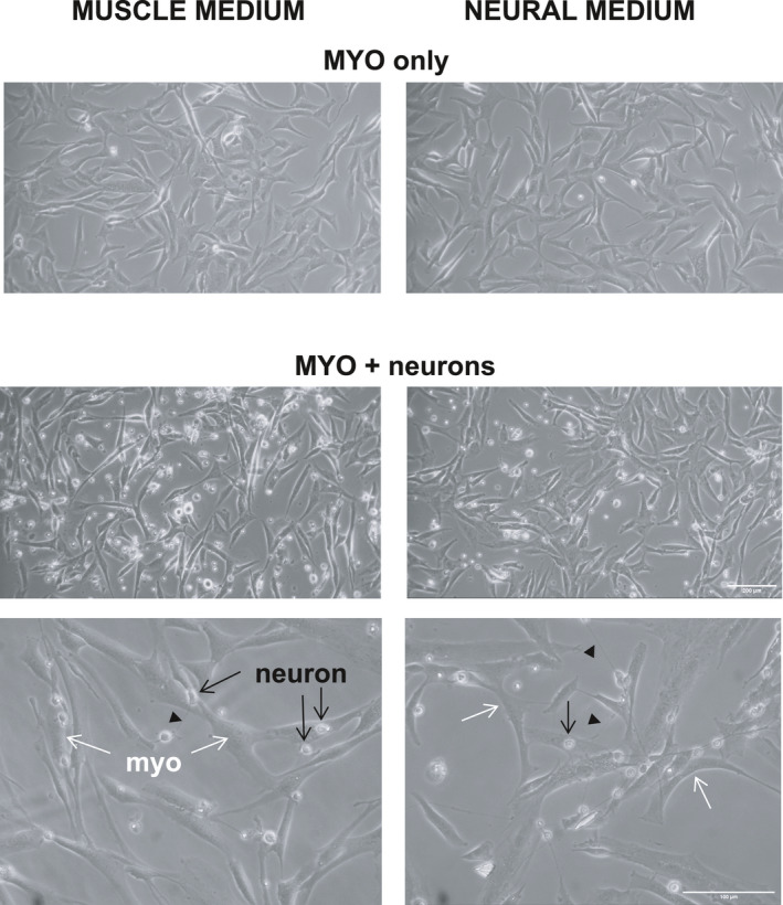 FIGURE 3