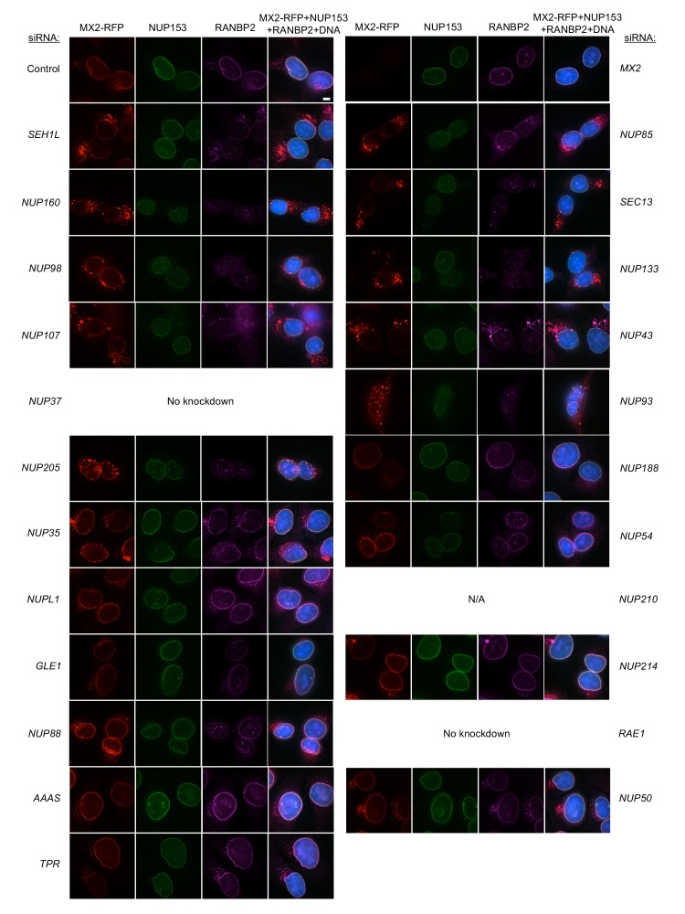 Figure 6—figure supplement 5.