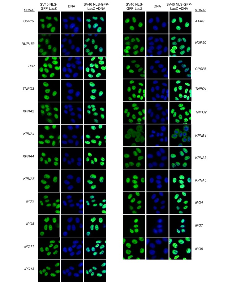 Figure 6—figure supplement 16.