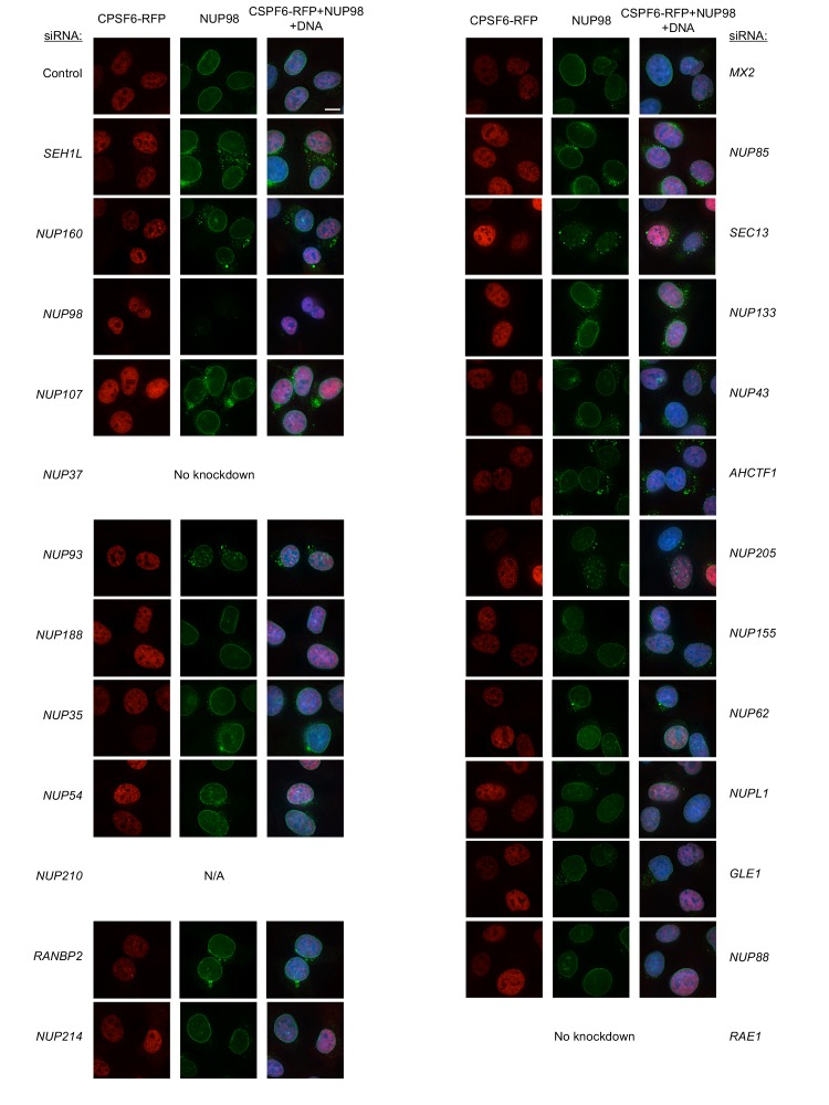 Figure 6—figure supplement 13.