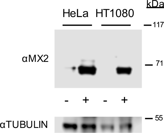 Figure 1—figure supplement 1.