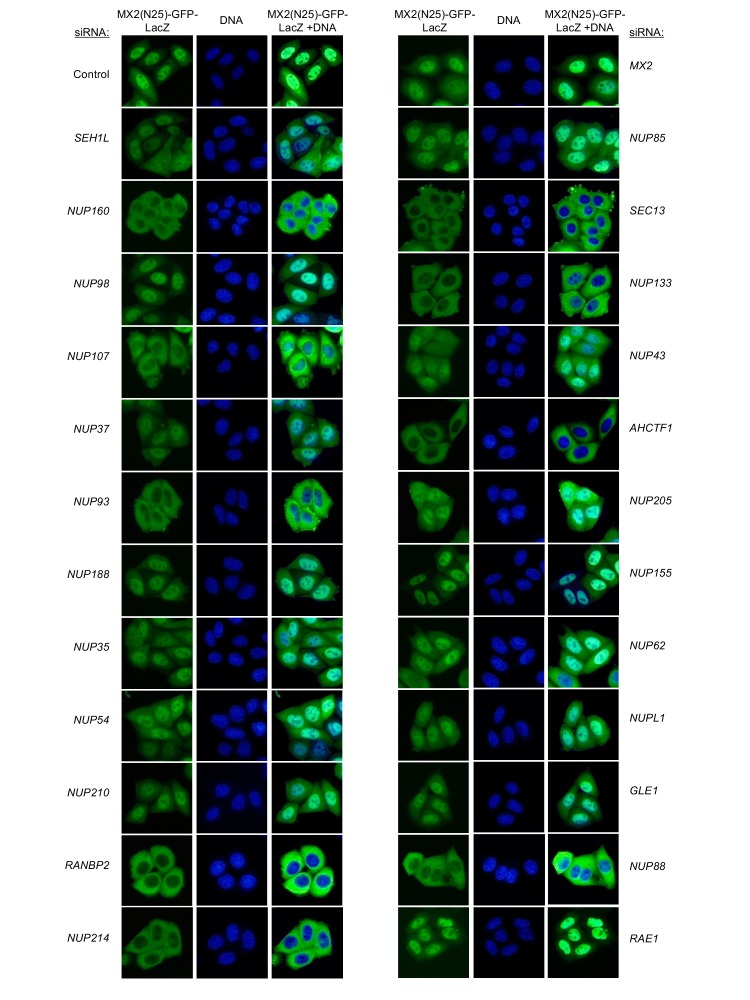 Figure 6—figure supplement 17.