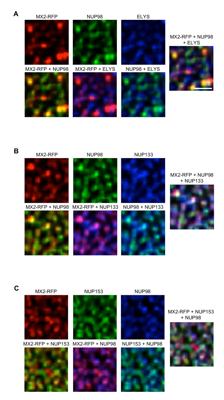 Figure 7—figure supplement 1.