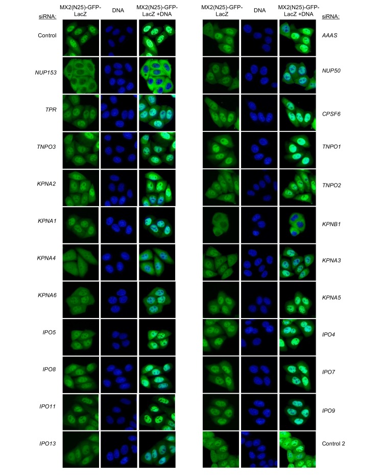 Figure 6—figure supplement 18.