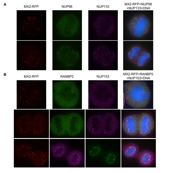 Figure 6—figure supplement 19.