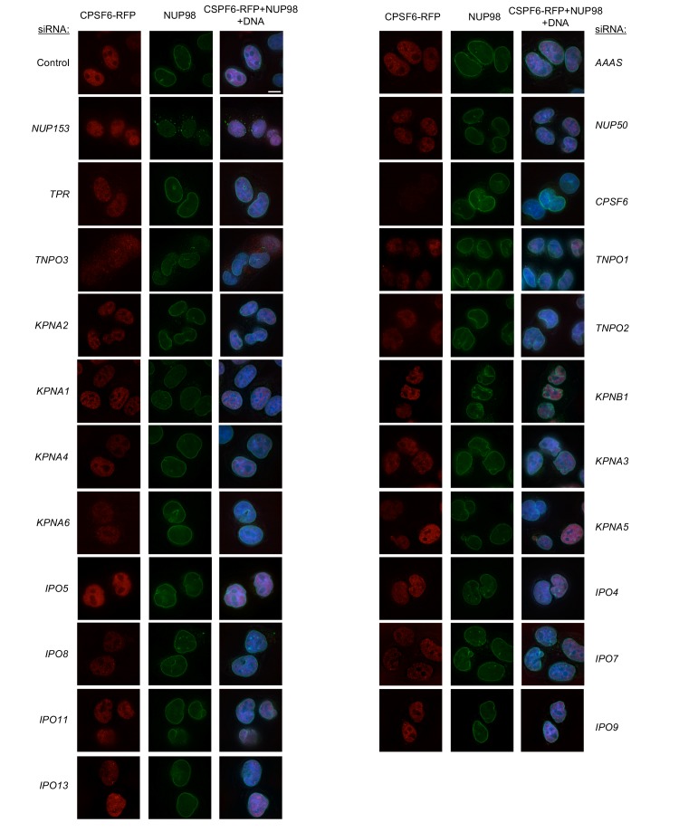 Figure 6—figure supplement 12.