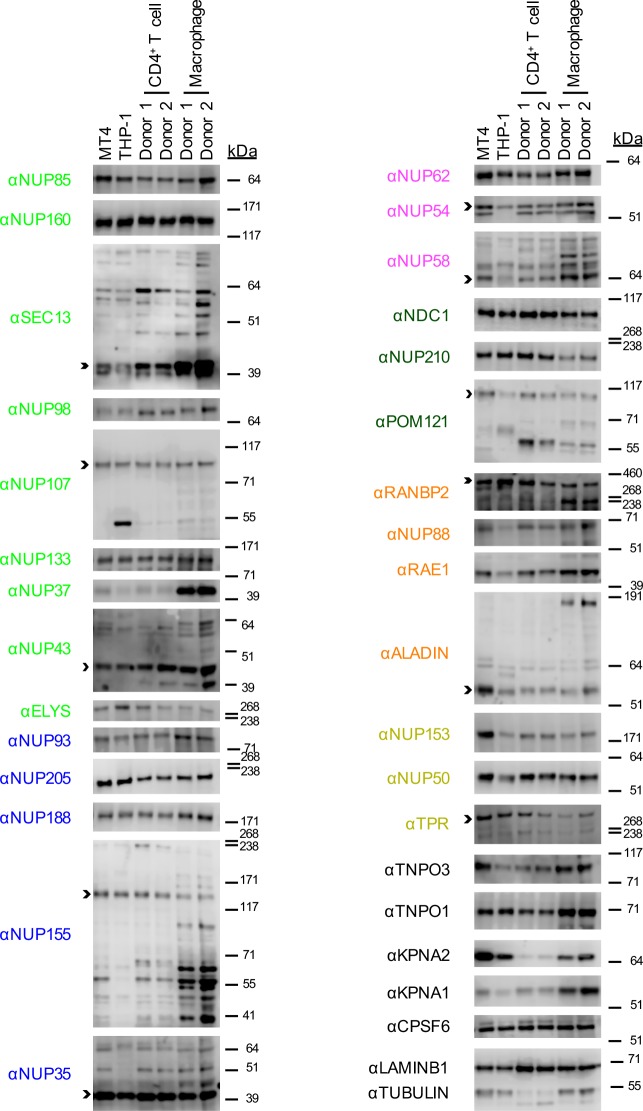 Figure 2—figure supplement 2.