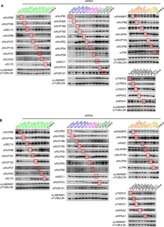 Figure 5—figure supplement 6.