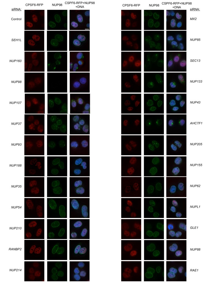 Figure 6—figure supplement 11.