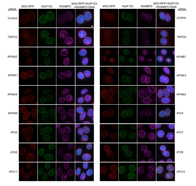 Figure 6—figure supplement 3.