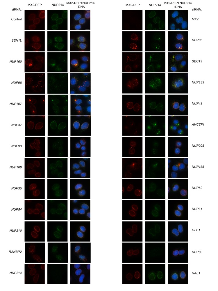 Figure 6—figure supplement 9.