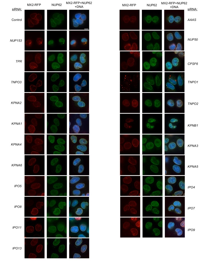 Figure 6—figure supplement 8.