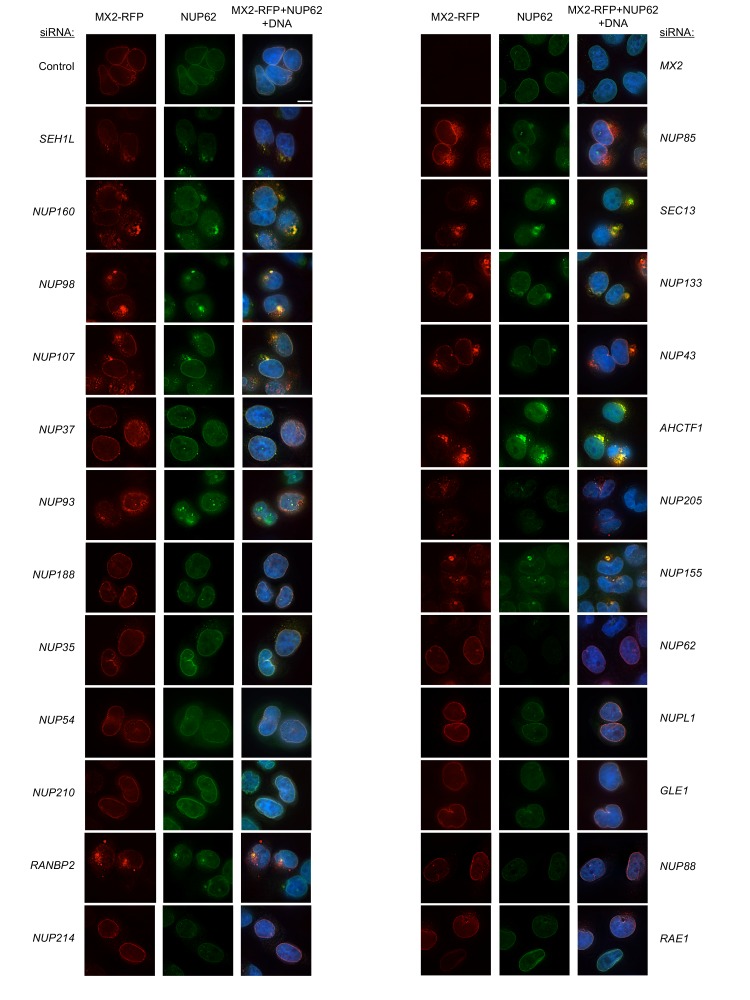 Figure 6—figure supplement 7.