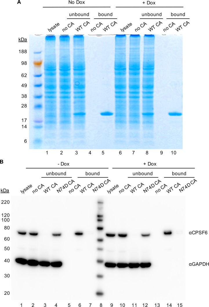 Figure 3—figure supplement 1.