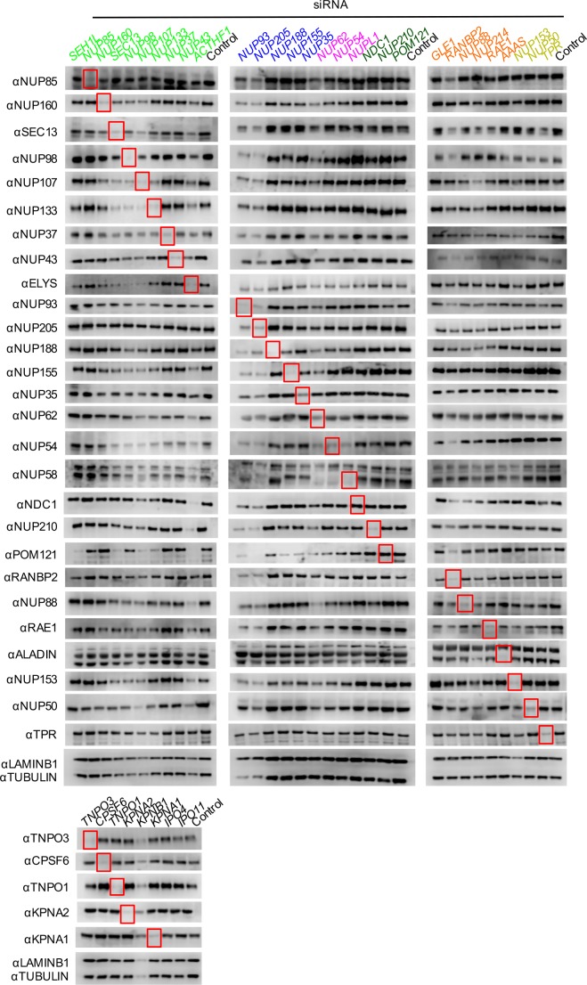 Figure 5—figure supplement 4.