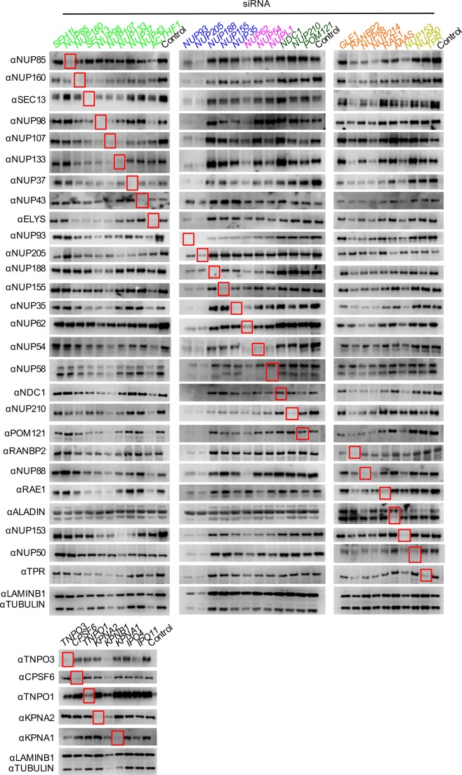 Figure 5—figure supplement 3.