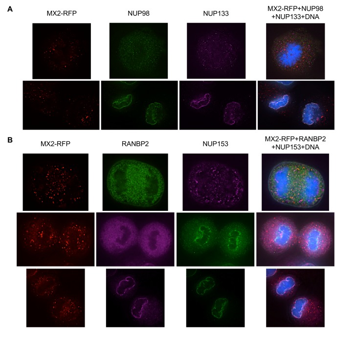 Figure 6—figure supplement 20.